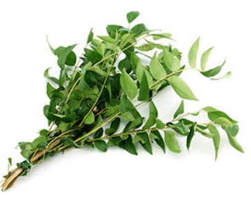 Curry Leaf