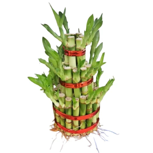 Bamboo Plant Three Layer