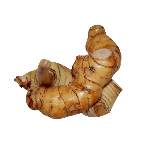 Galangal