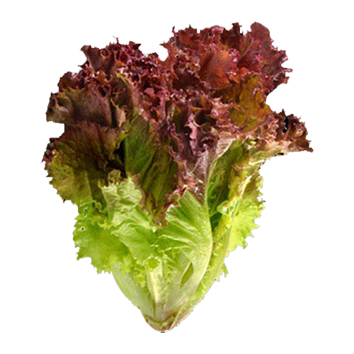 Ooty Red Lettuce