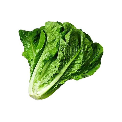 Ooty Romaine Lettuce