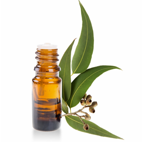 Eucalyptus Oil
